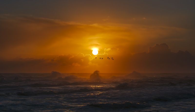 Полёт бакланов над Тихим океаном фото превью