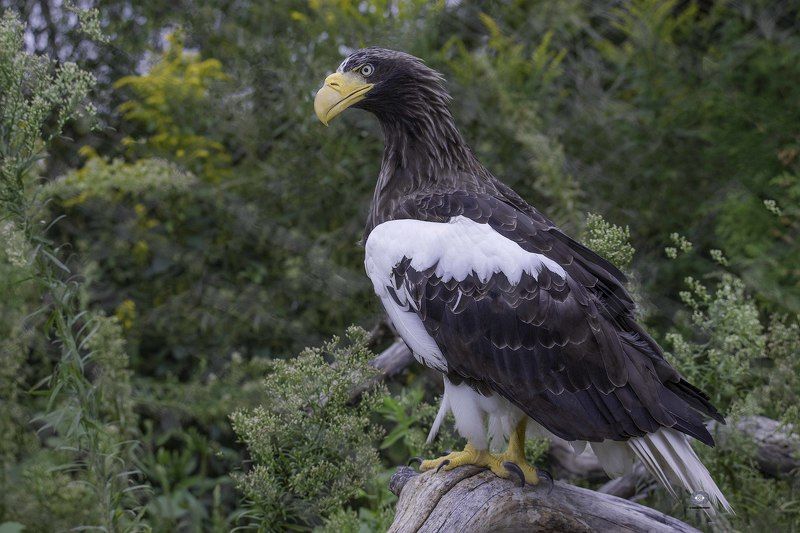 Steller\'s sea eagle фото превью