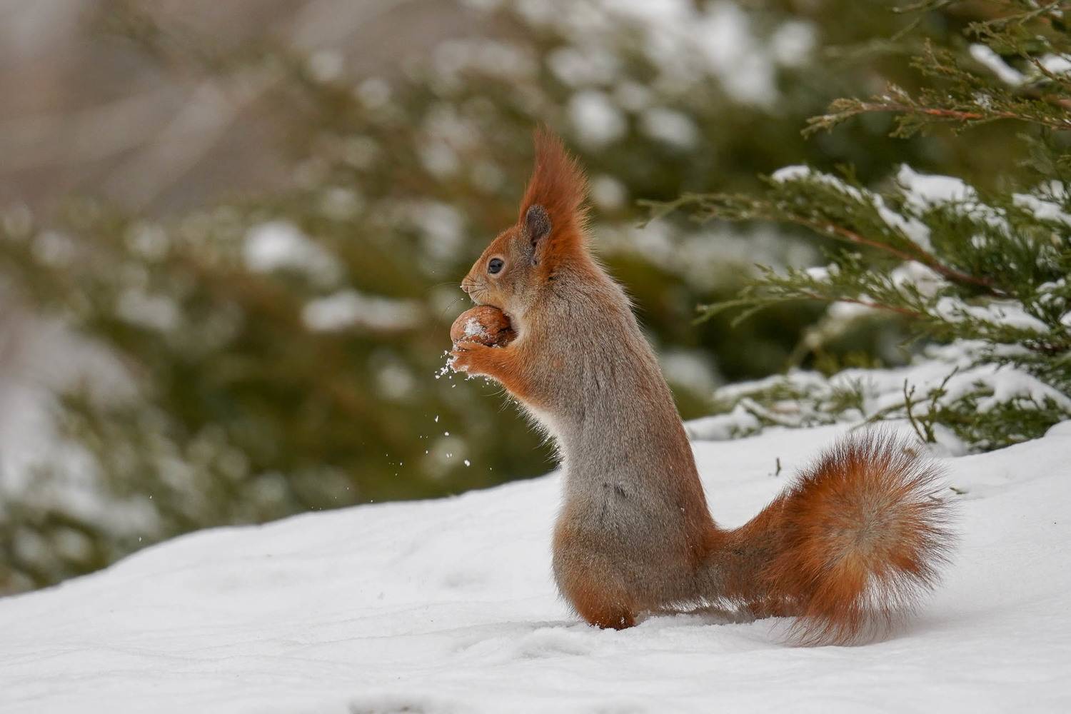 , Виктор Ястребов