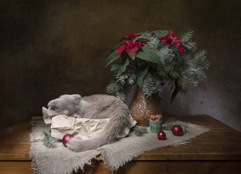 натюрморт, кот, пуанснттия, ель Коттюрморт))) фото превью