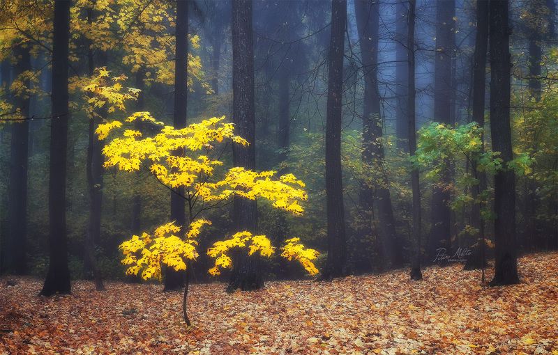 Зачарованные осенью фото превью