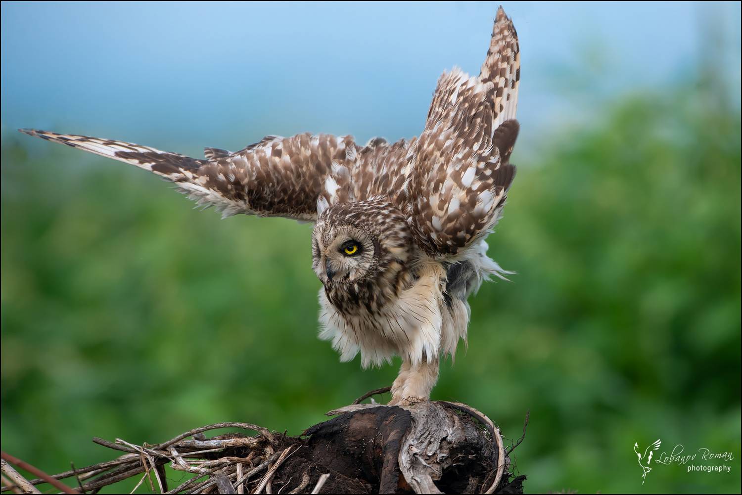 , Лобанов Роман