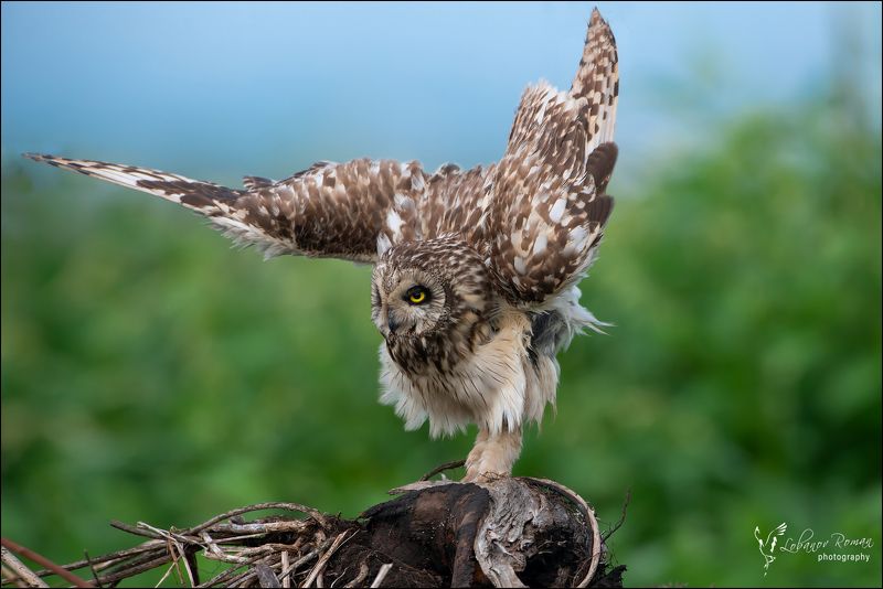 Экстравагантная позиция фото превью