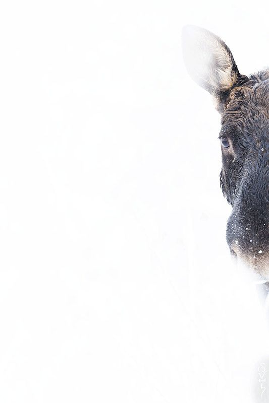 лось лось фото превью