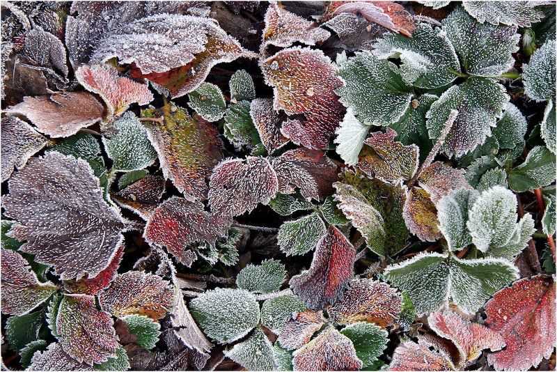 ****** фото превью