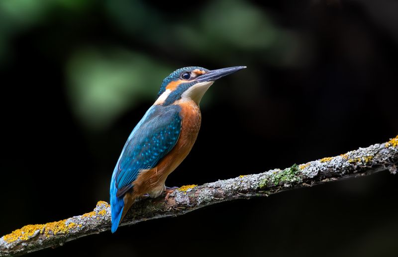 Зимородок.  фото превью