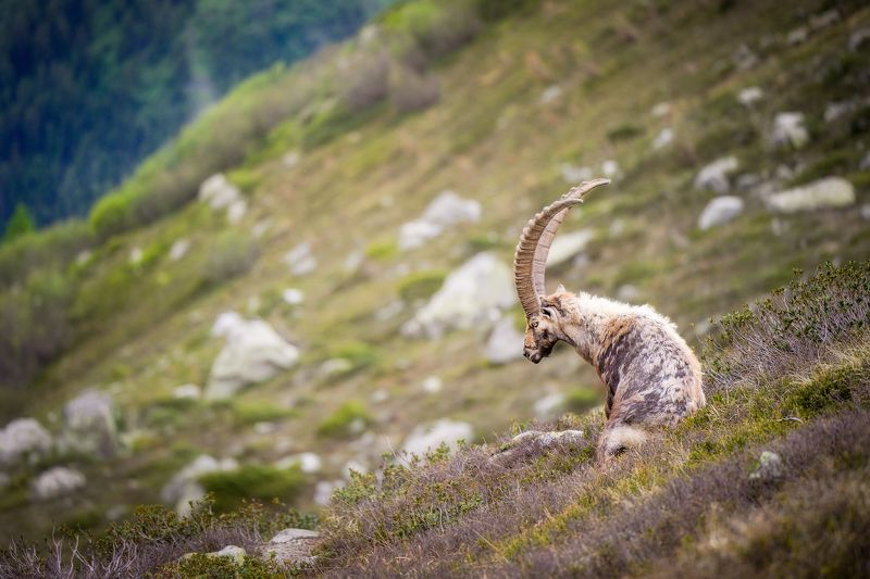 Monblanc Ibex фото превью