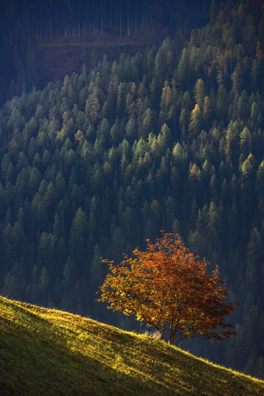 Сам по себе... фото превью