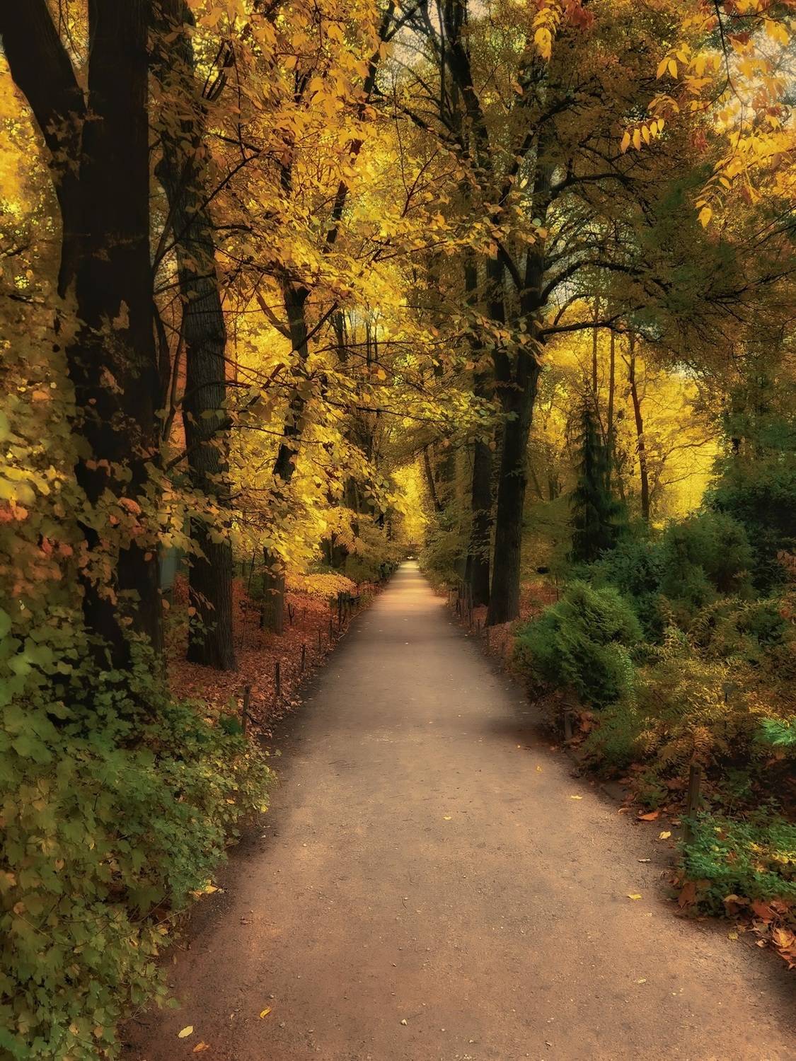 пейзаж, landscape, nature, природа, осень, autumn, золотаяосень, goldatum, лес, forest, Julia Kaissa