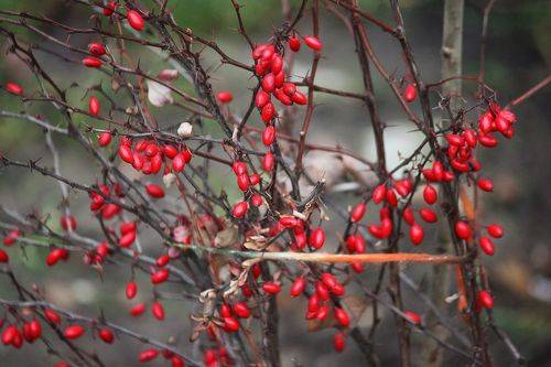 Барбарисовая осень
