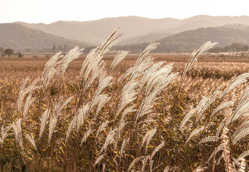 Приморские «метелки». Мискантус китайский…  Seaside \