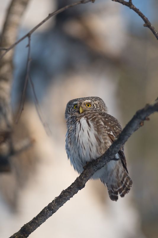 сыч, сычик воробьиный, сычик, сова, птица, птицы, лес, бор, зима, новосибирск Портрет сычика фото превью