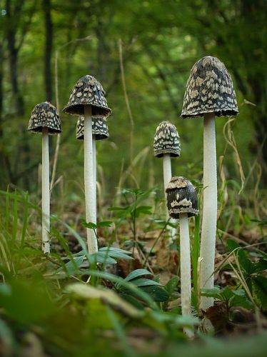 Magpie Inkcaps