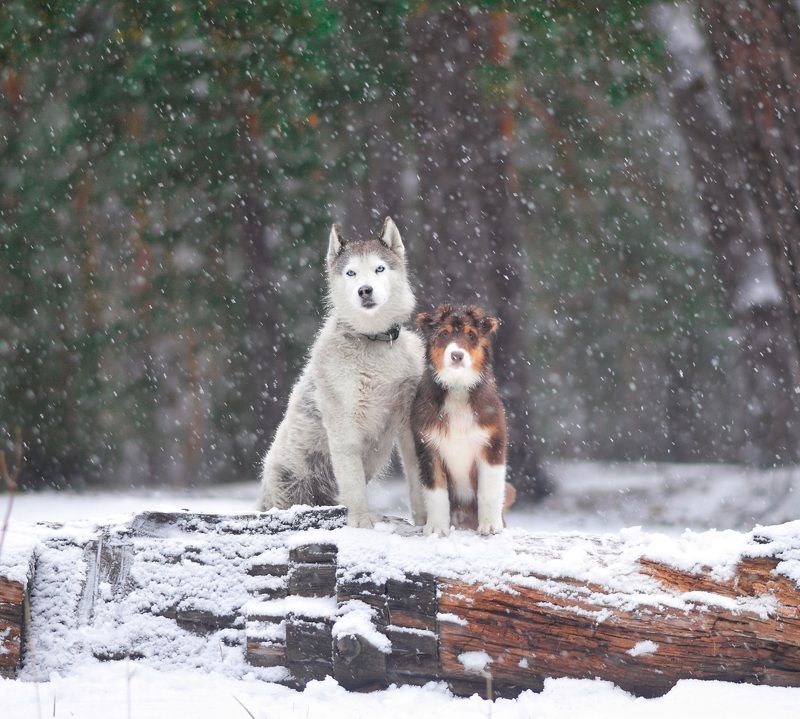 фото превью
