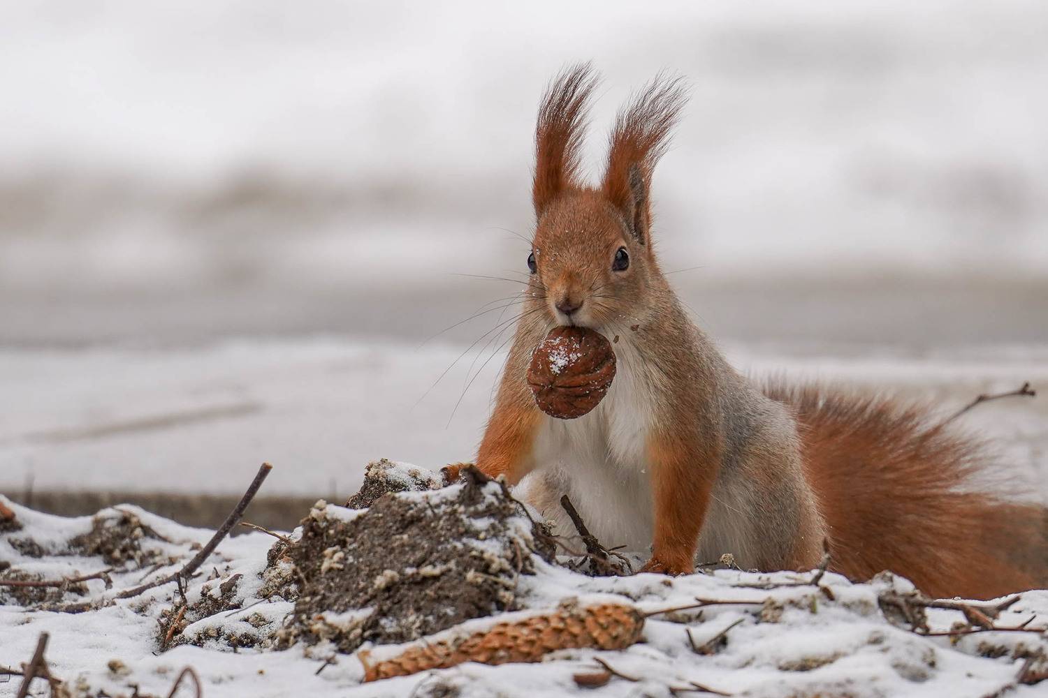 , Виктор Ястребов