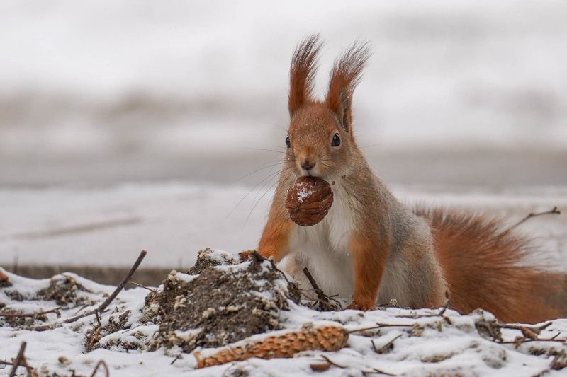 *** фото превью