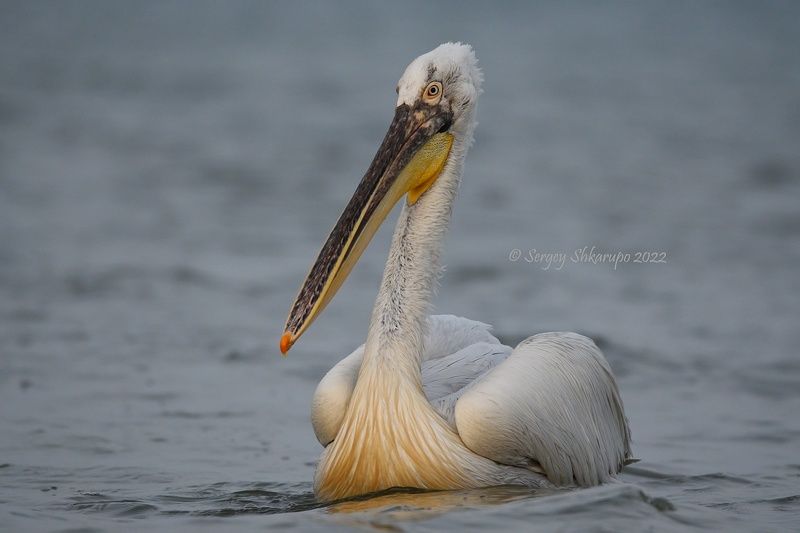 кудрявый пеликан, птицы Кудрявый пеликан крупным планом фото превью