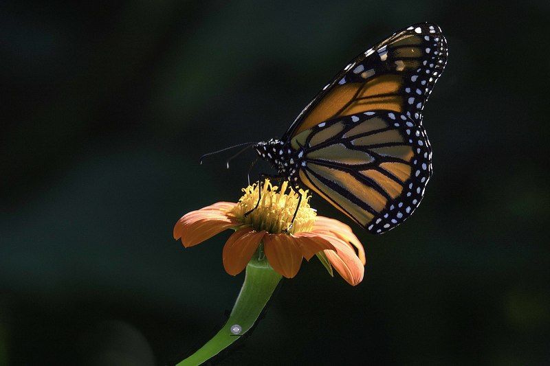Butterfly фото превью