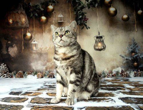 Котики к Праздникам! Всех С Наступающим Новым Годом!