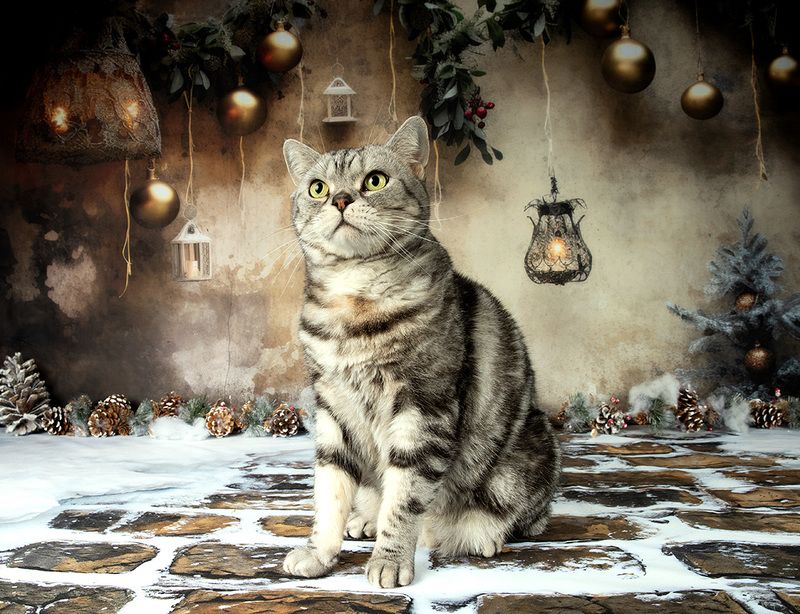 сat, кошка, животные, кошки,  новый год, американский короткошерстный кот, american shorthair cat, матильда, ragdoll cat Котики к Праздникам! Всех С Наступающим Новым Годом! фото превью