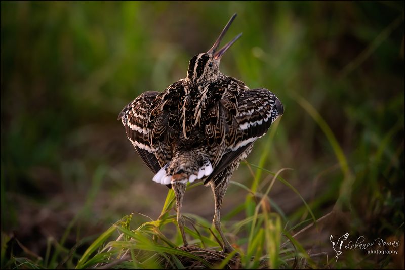 Солист фото превью