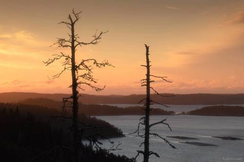 Северное Приладожье. Декабрь.