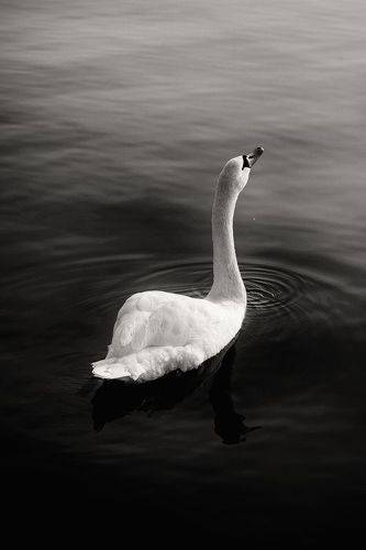 Беглецы зимы обетованной.