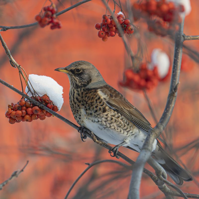 дрозд, рябинник, птицы, рябина, зима Дрозд-рябинник фото превью