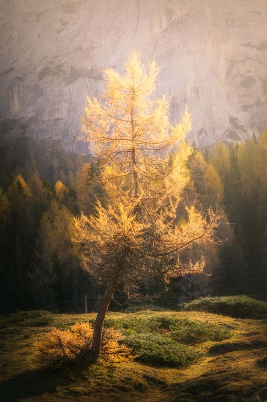 Torch фото превью