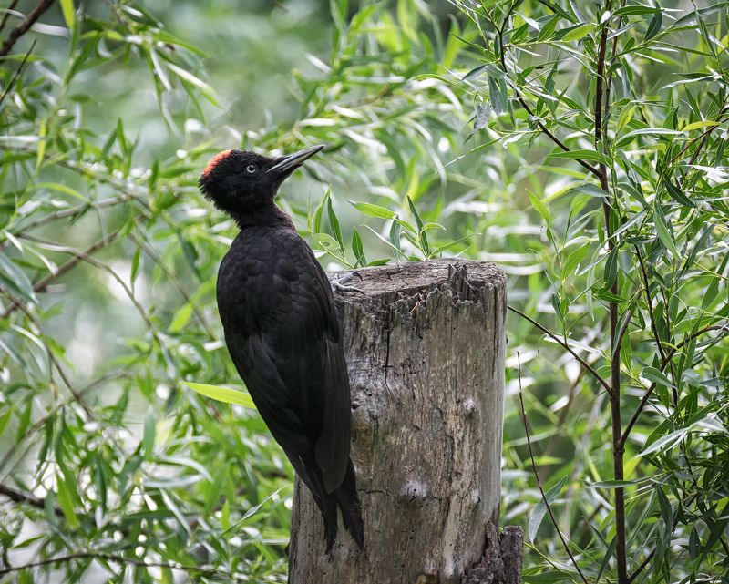 птица, дятел, желна, слёток, Желна слёток (2 ФОТО) фото превью