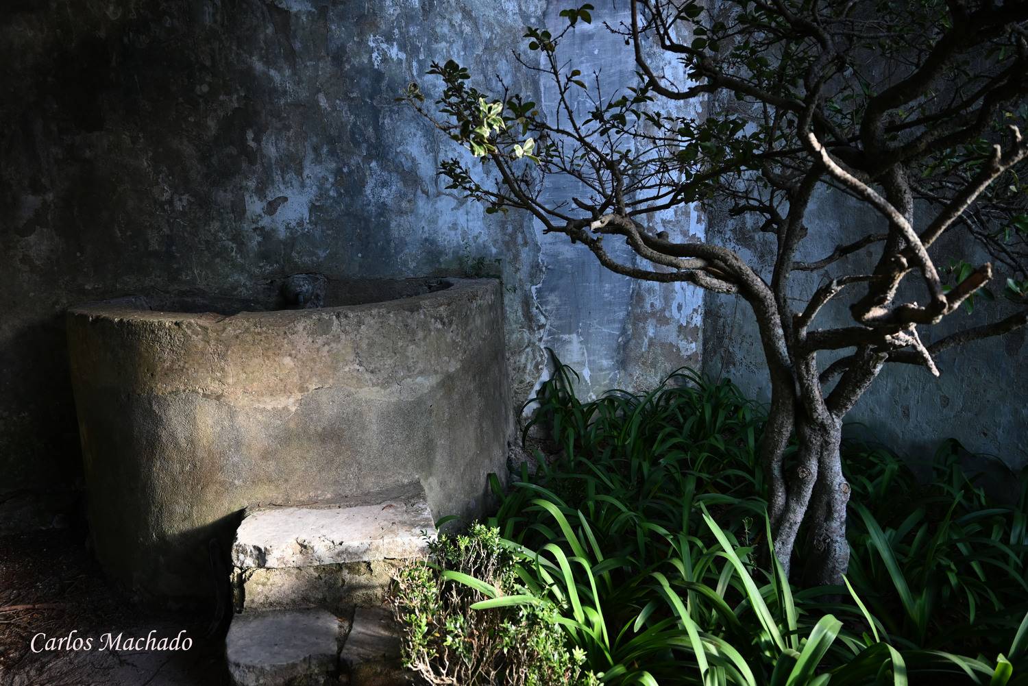 Nature, Abstraction, Still Life, Garden, Old Houses, Machado Carlos