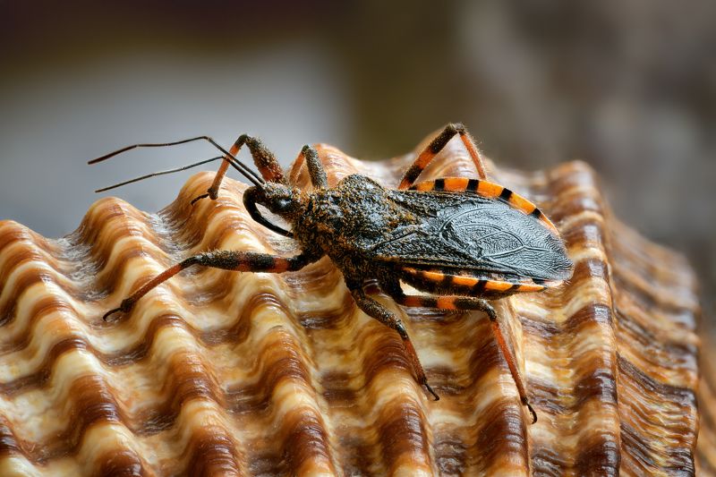 Клоп хищнец фото превью