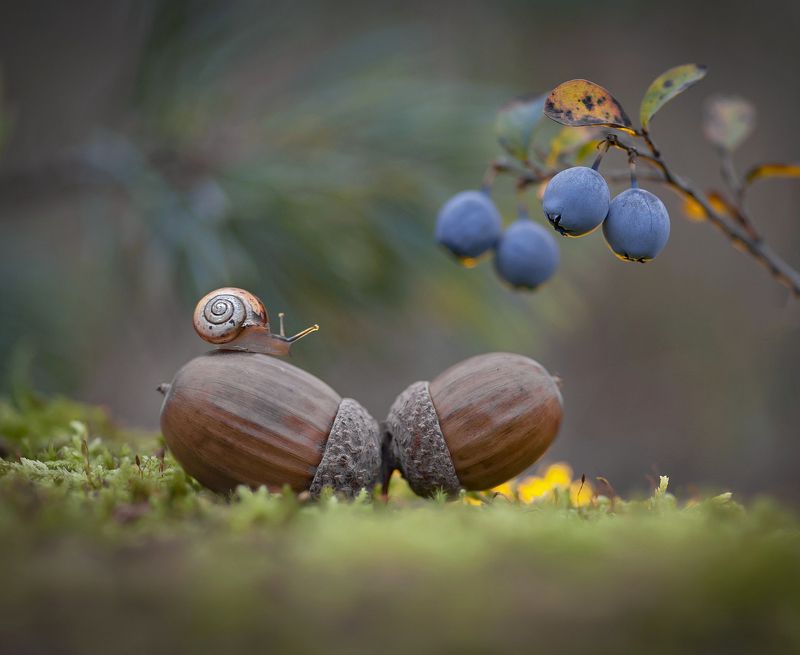 голубика, улитка, макроистория Не все дороги гладкие... фото превью
