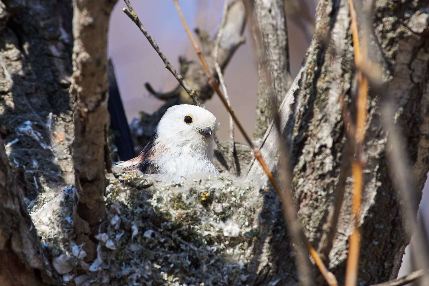 bird, birds, volgograd, russia, wildlife, , Павел Сторчилов