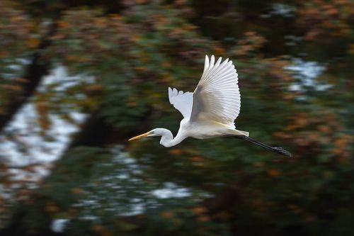 Большая белая цапля - Great egret - Ardea alba