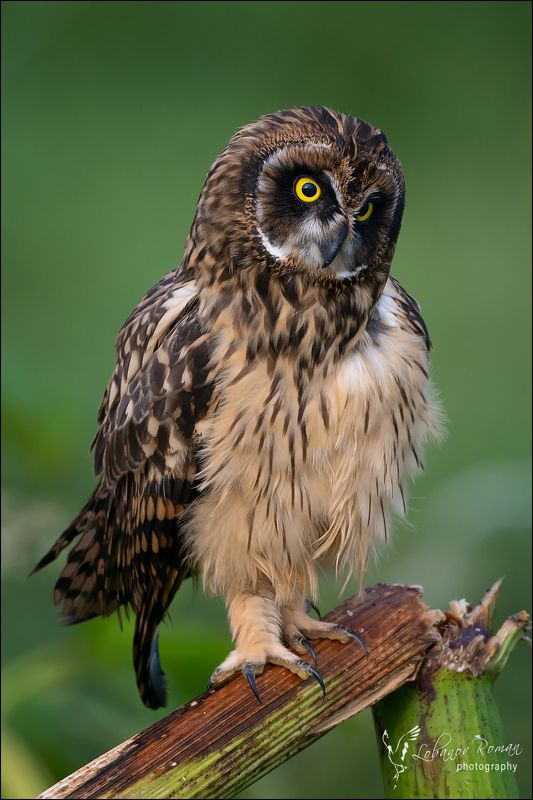 * * * фото превью