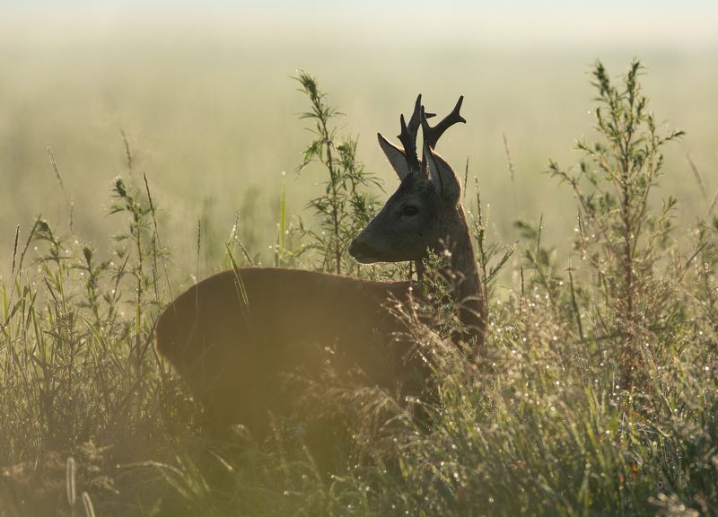 косуля, рога, Утро косули. фото превью
