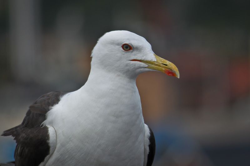 Seagull фото превью