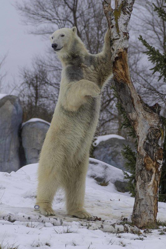 Polar bear фото превью