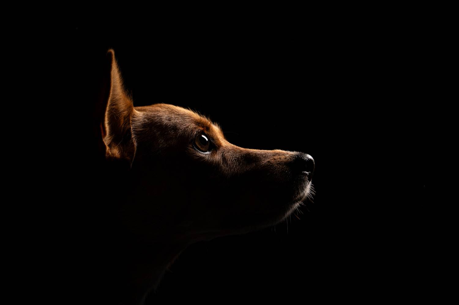 , Kriszti&aacute;n Csalami