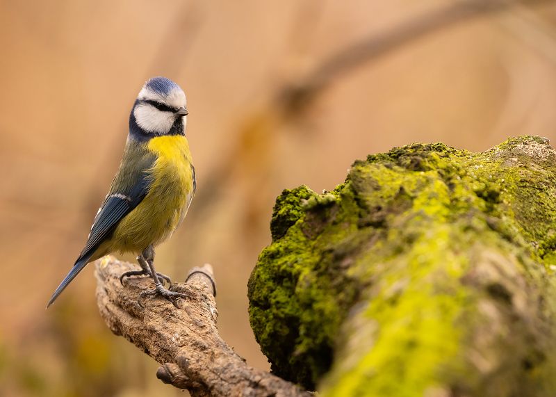 Titmouse фото превью