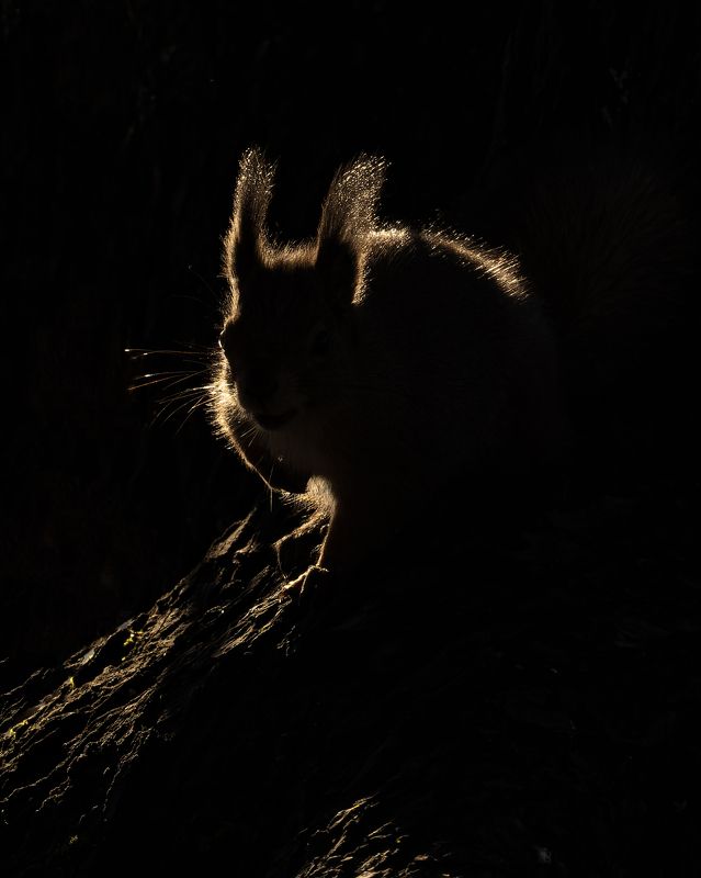 белка, рассвет, минимализм Предрассветный минимализм фото превью