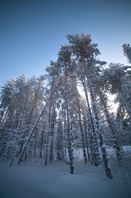 зима, снег, сугробы, мороз, ясно, небо, сосны Зимний лес фото превью