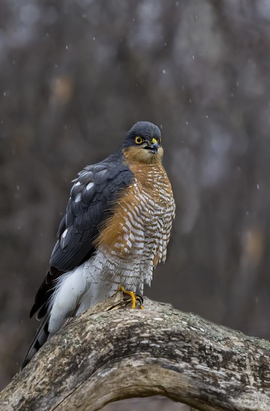 природа *** фото превью