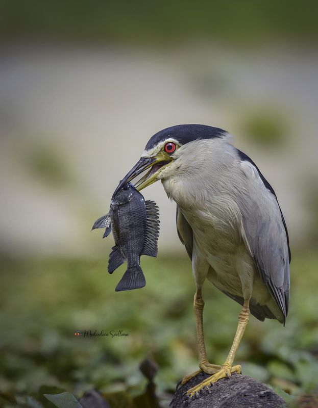 Кваква. фото превью