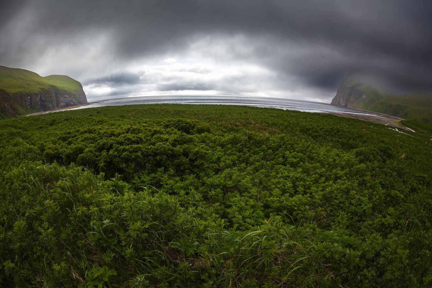 бухта, трава, рябинник, океан, мысы, командоры, Уткин Дмитрий