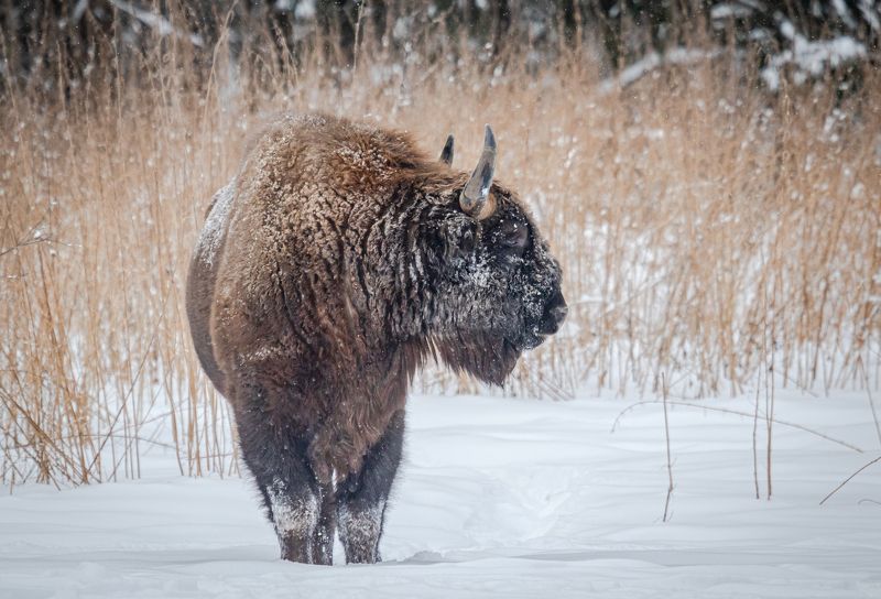 Великан. фото превью