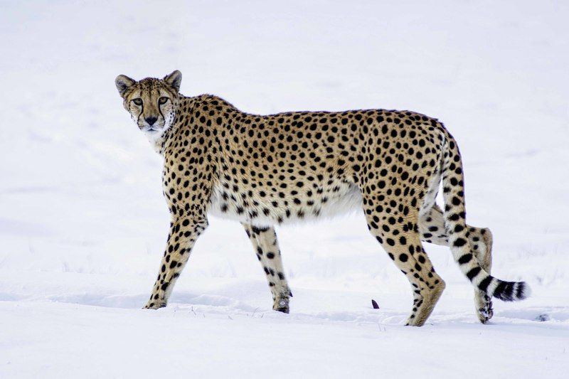 Cheetah фото превью