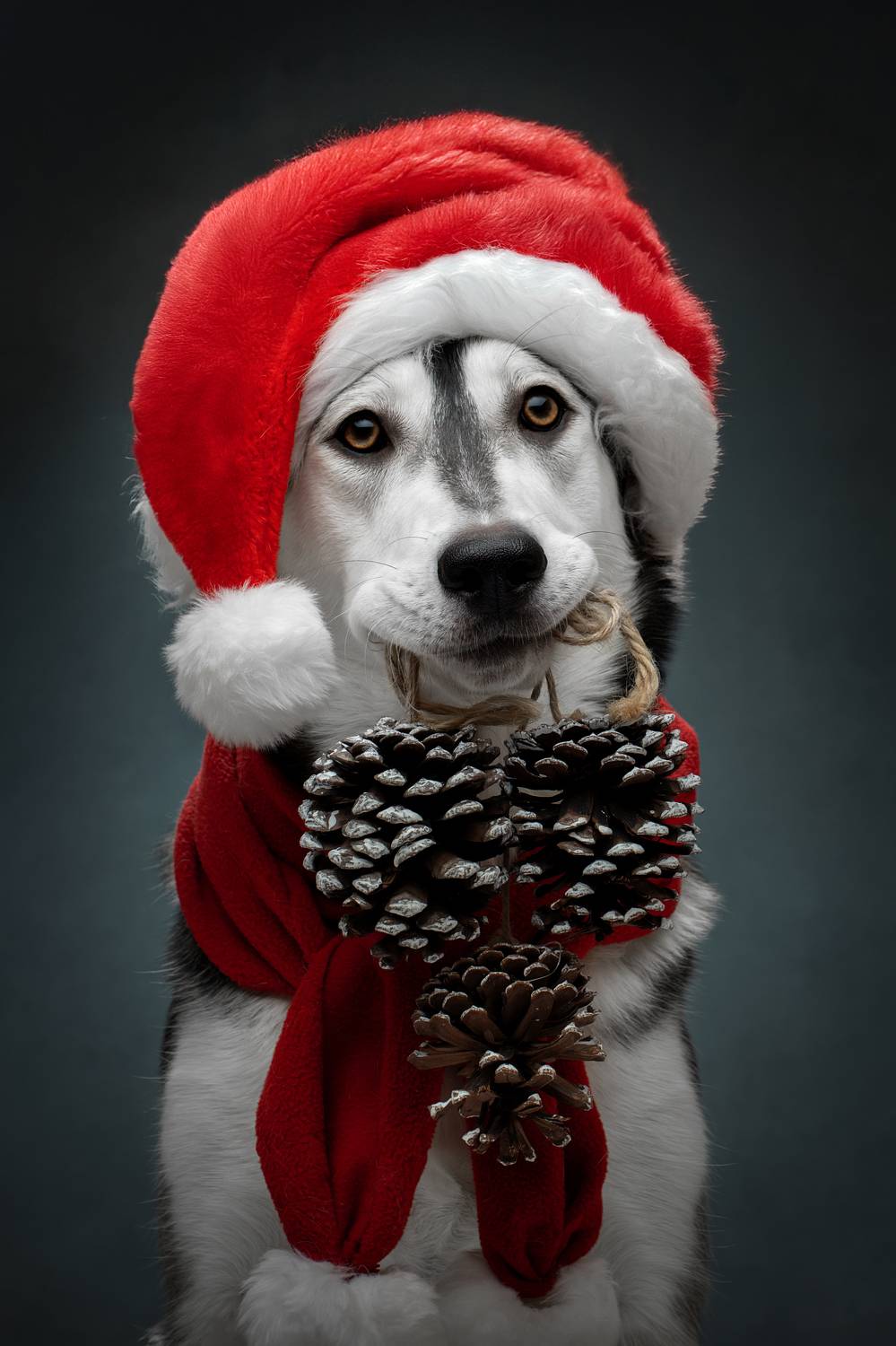 , Светлана Писарева