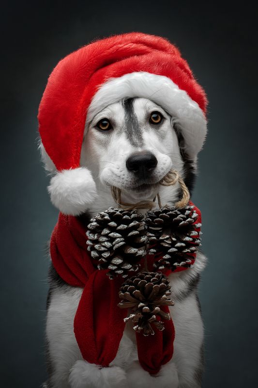 С Наступающим Новым Годом! фото превью